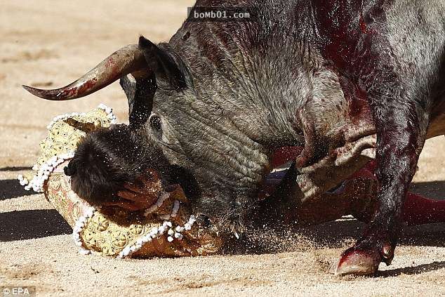 西班牙鬥牛士被牛角絆倒摔落在地，接下來公牛的舉動讓全場都失聲尖叫了！