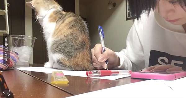 這位學生拍下自己在家讀書時貓咪在書桌上的行動，看完後網友都理解為什麼原PO成績這麼差了…