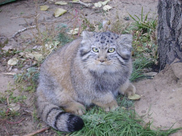 農夫撿到小奶喵開心回家養　一長大「歪出珍獸」才驚覺大條了