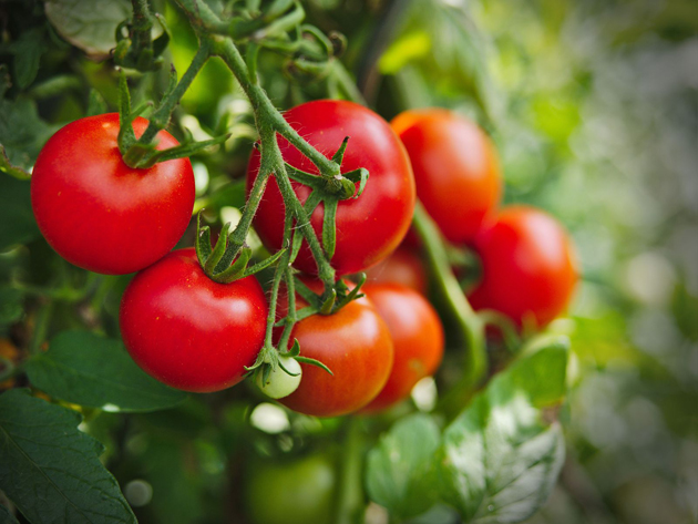 番茄也會QQ…研究發現：植物被剪會哀號25聲　麥克風錄下聲波
