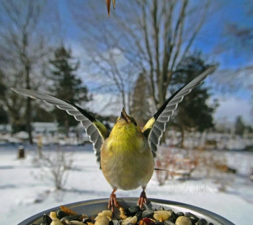 攝影機拍下「鳥兒不顧形象大啖」的樣子　網友都被逗笑：吃貨表情