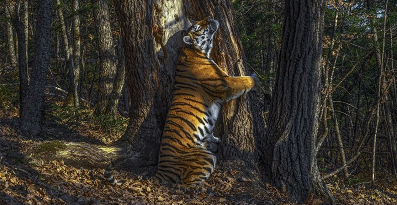 2020年野生動物攝影賞第一名出爐！　「老虎抱樹」摘冠：等10個月才等到這幕