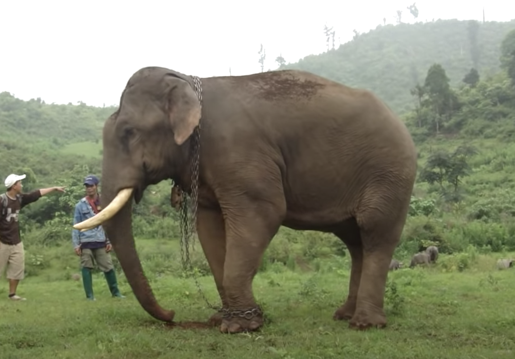 大象從小「全身纏鐵鍊」被救援　牠回歸野外「燦笑舉鼻歡呼」：終於自由了！
