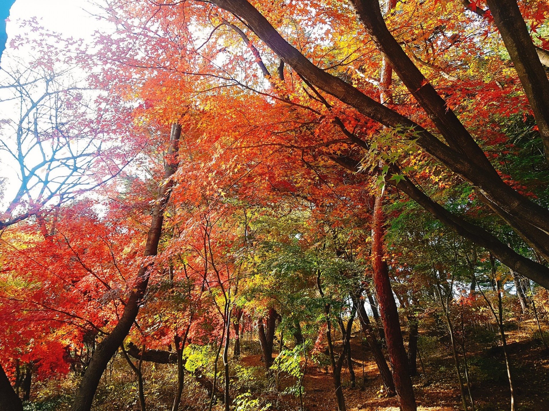 迎接首爾最浪漫楓葉季～　「4大賞楓秘境」拍出一片火紅秋色