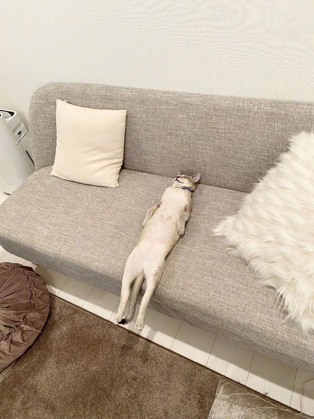 下班發現貓咪沙發上「睡成液體」　超爽睡姿笑翻網友：在家上班有這麼累？