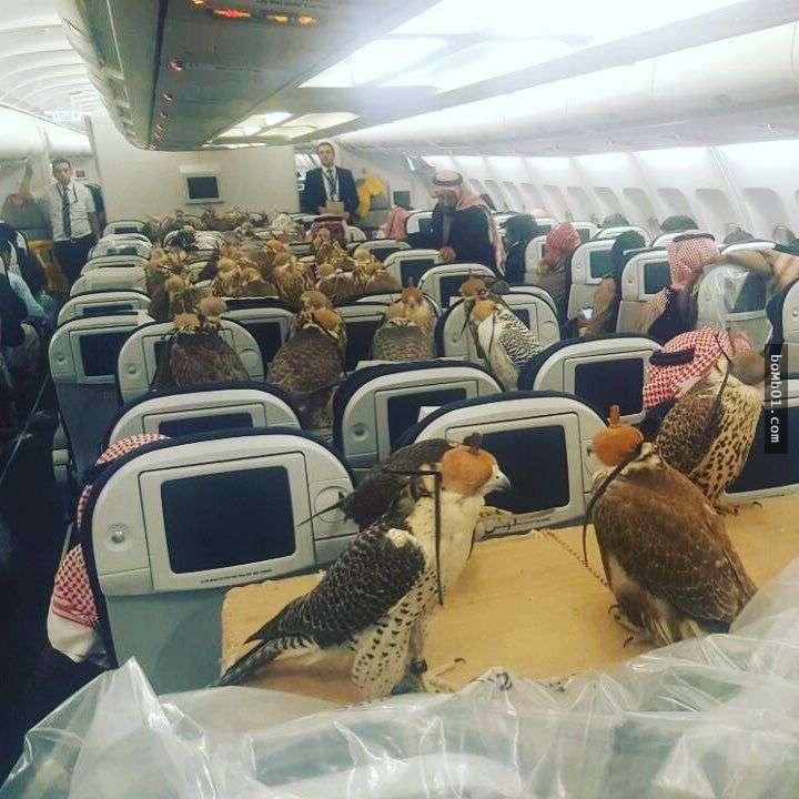 沙地阿拉伯富豪帶80隻獵鷹上飛機，一鷹一位的畫面證明了「錢能解決的問題，都不是問題」！