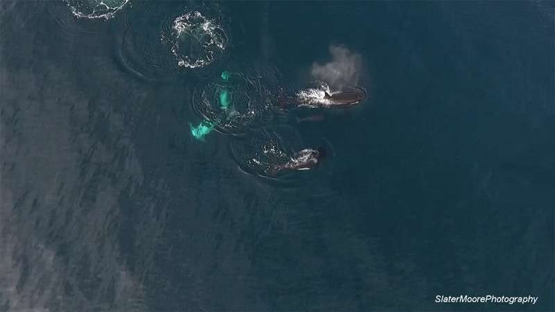 無人機拍下「虎鯨合作圍捕」全過程　超可憐大白鯊慘被撕開GG了