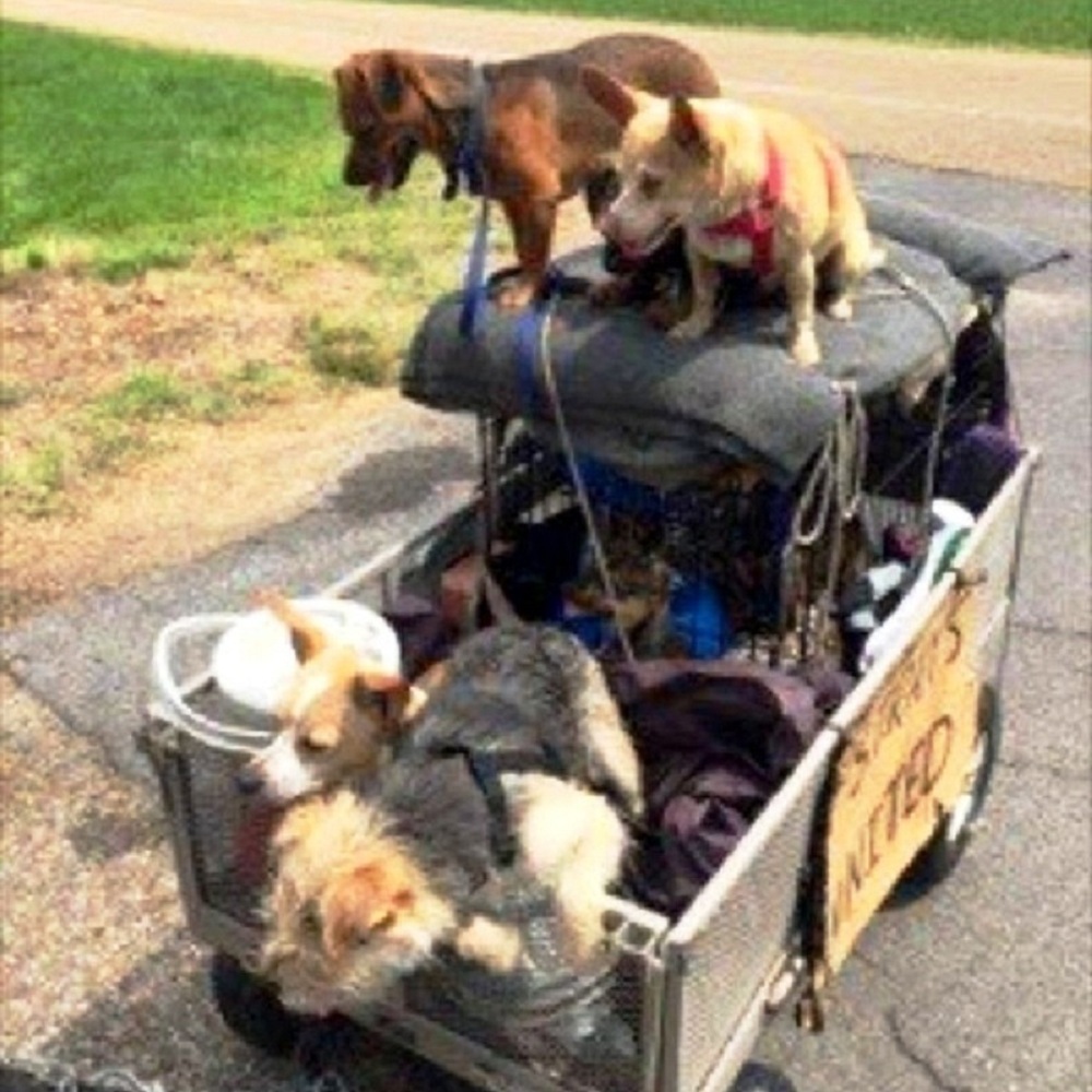 拖車載11隻汪！街友「每一隻都是家人」帶狗狗橫越全國　她看到這幕竟改變一生