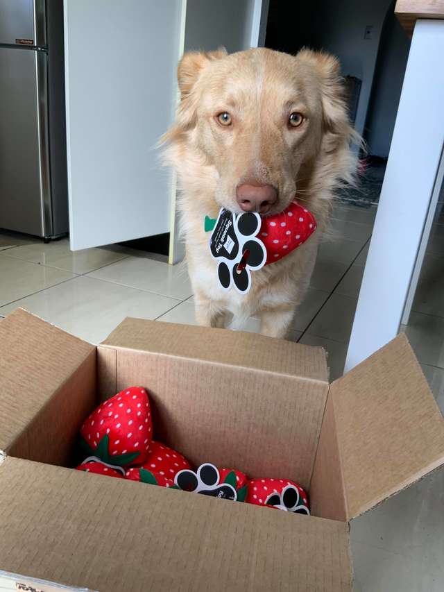 最愛「草莓玩具停產」服務犬超鬱卒　暖心店家聯絡「送2個」狗狗開箱嗨翻：這些都是給我的？