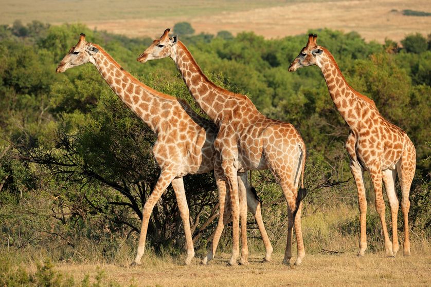 剩4000隻恐永遠消失　非洲長頸鹿首度被列為「極危」物種
