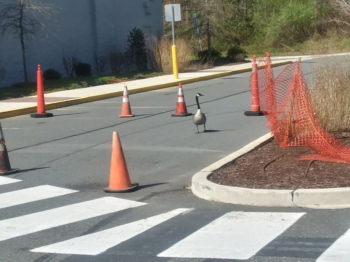 停車場出現「野鵝夫妻」要孵蛋　員工不趕走「還幫封地」感動網友：今日最暖心