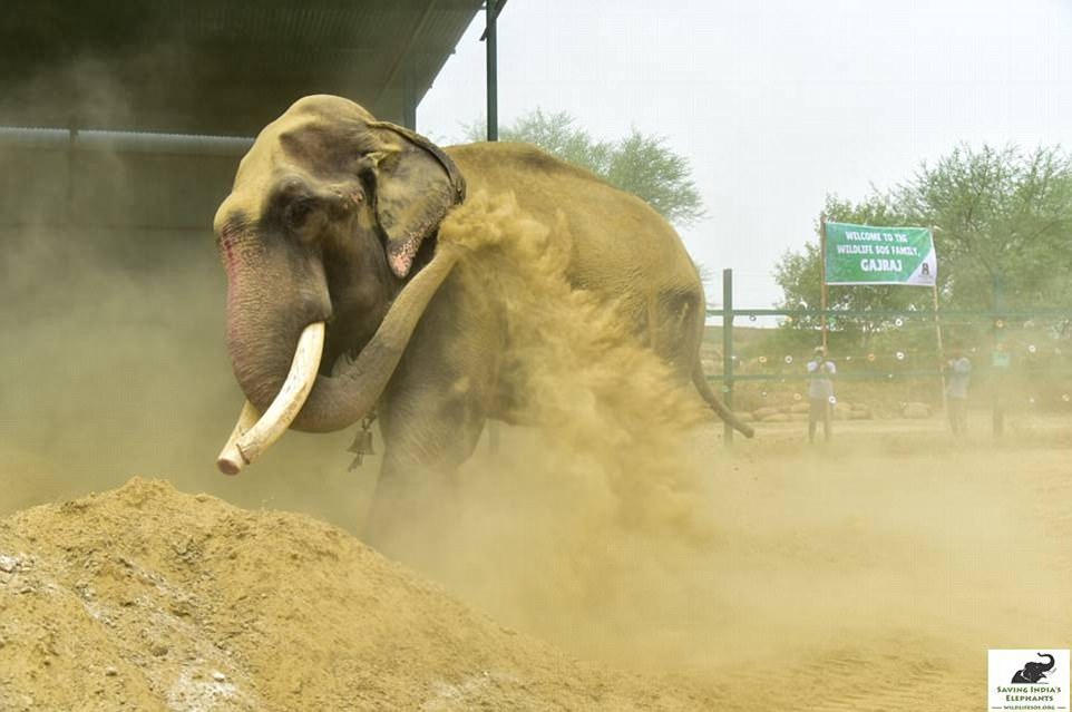 這頭被村民囚禁的大象50多年來「第一次可以脫去鎖鏈」，牠確認獲得自由後的反應讓志工都泛淚！