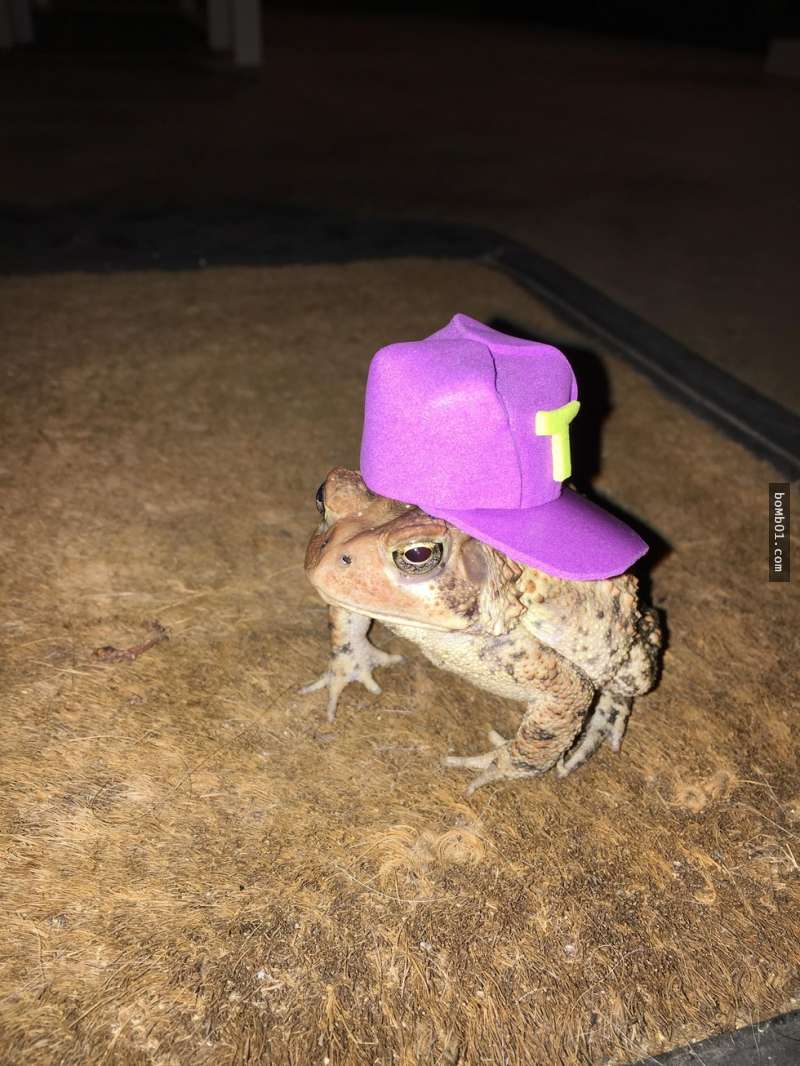 這隻蟾蜍每天晚上都會跑到他家的門廊，所以他決定做「時尚迷你帽」給牠百變穿搭！