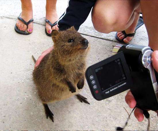 「世界最會拍照的袋鼠」隨時都在笑　「鏡頭前神顏」電翻所有人