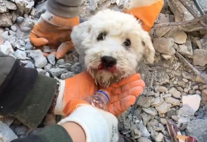 瓦礫堆「探出一顆頭」！小白狗遭埋害怕張望　救援團隊徒手刨土救出