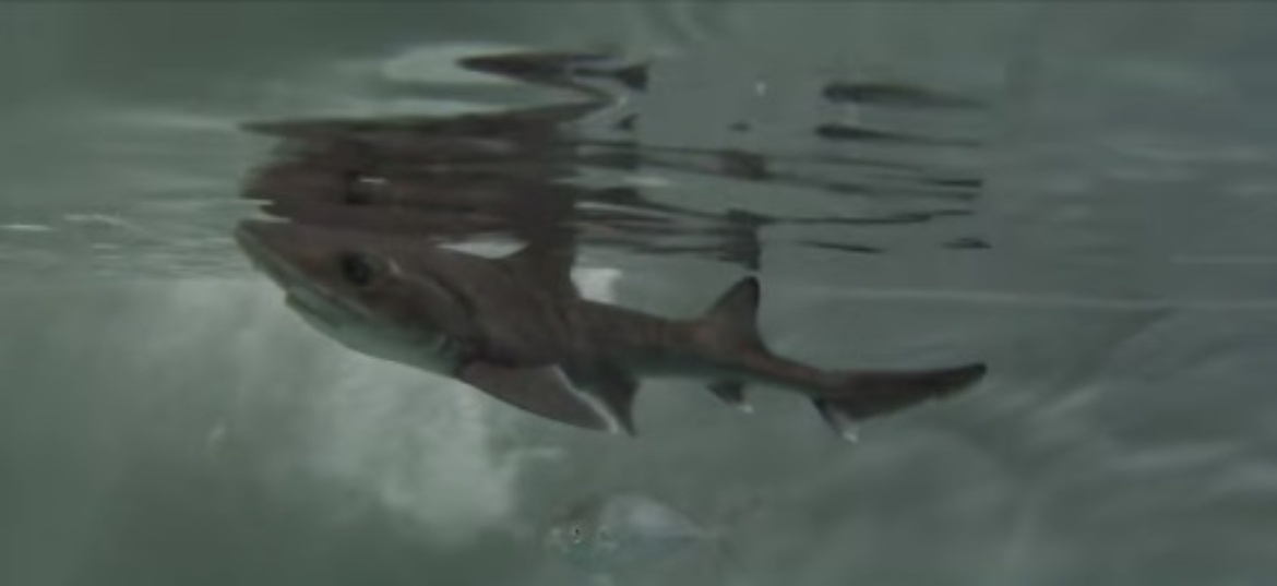 獨居10年！水族館雌鯊「竟產下小鯊魚」　科學家驚訝：無雄鯊DNA