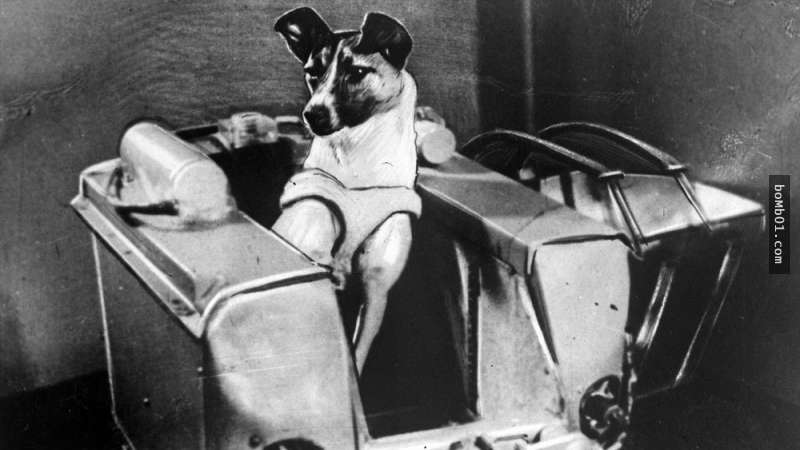 蘇聯曾經把一隻流浪狗當成實驗品送上太空船，超殘忍的過程完全無視動物的尊嚴！
