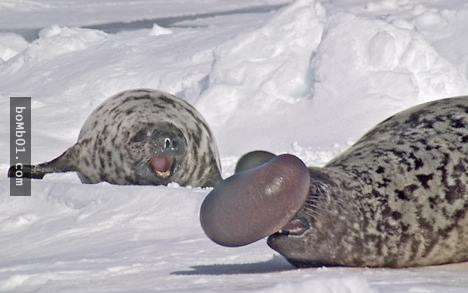 這種超奇怪的海豹只要一生氣就會「膨脹成一顆氣球」，神奇的畫面讓大家都看呆了！
