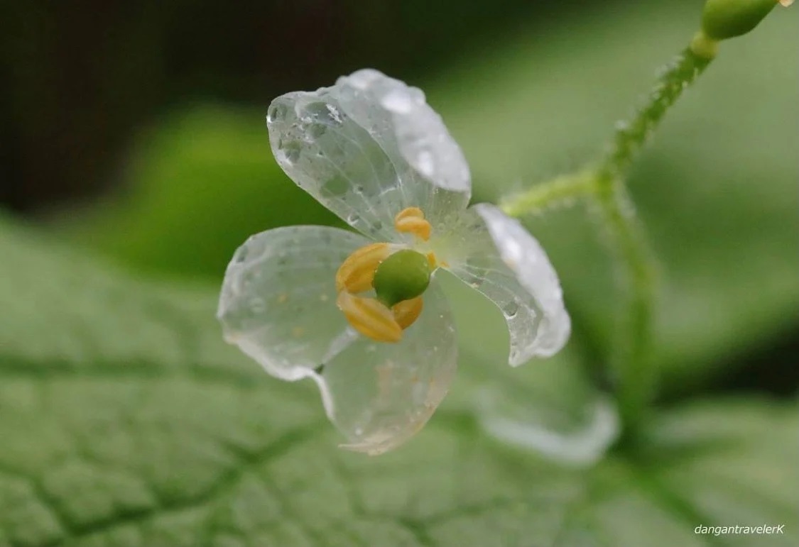 想看還得碰運氣！日本「透明水晶花」只有下雨天看得到　連花語都美得讓人心動♡