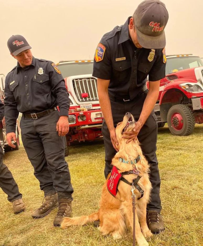 1萬8消防員全力救野火！　特派「金金治療犬」也來救他們的心靈：工作辛苦了～