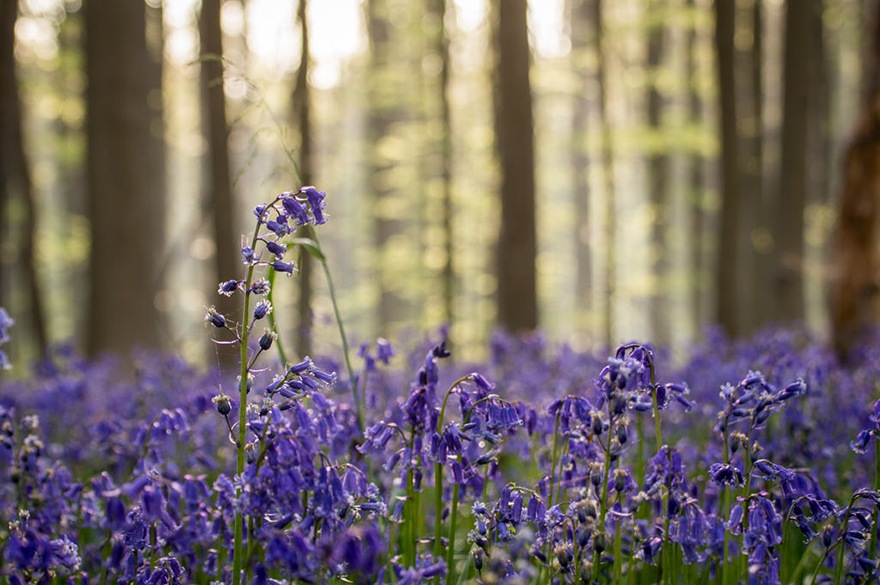 這是童話世界吧！　森林秘境「開滿風信子」畫面超浪漫　「紫花絨毯+薄霧光蔭」此生必賞