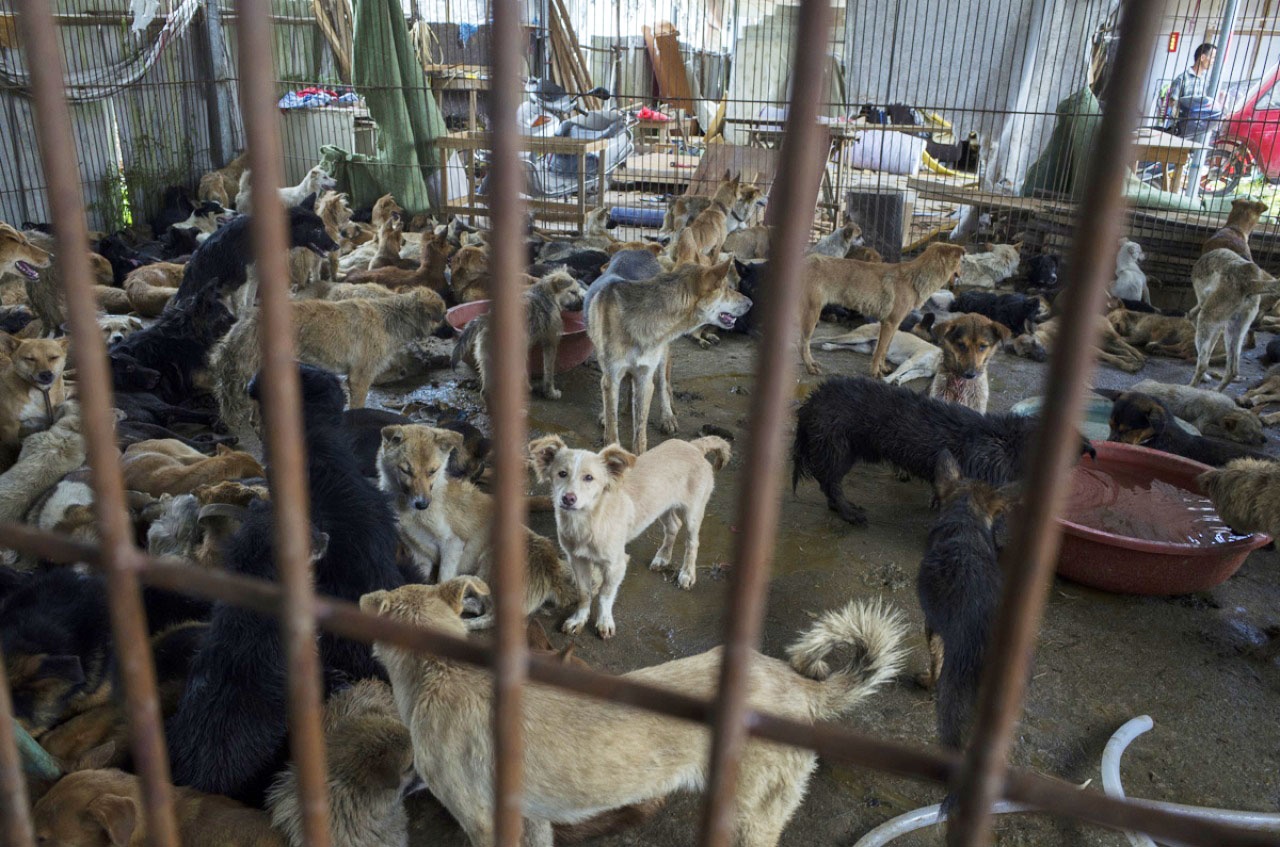 好消息！中國玉林狗肉節「經過全世界人多年來的抗議」，現在官方終於下令禁止任何的狗肉交易！