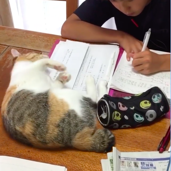 小主人寫作業「一條貓貓蟲」在那邊扭　牠狂蹭蹭：陪我玩比較重要吧～