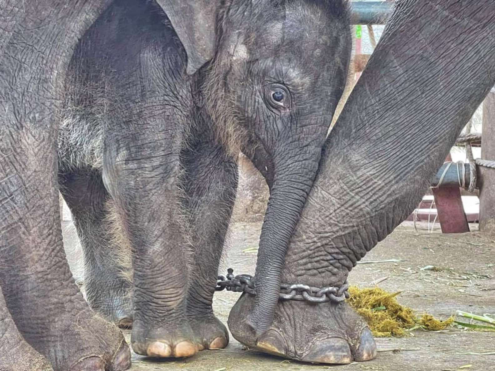 象母子從大象營救出！小象象「初次洗澡」嗨爆翻滾　還跑去跟媽報告：這葛好好玩～