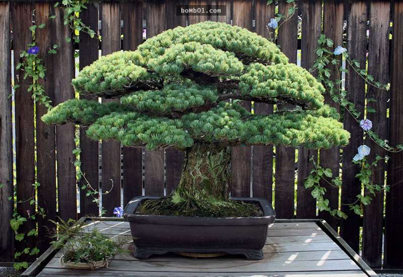 這棵「日本國寶級盆栽」已經活了391年，從廣島原子彈奇蹟活下來後…它現在令人驚嘆！
