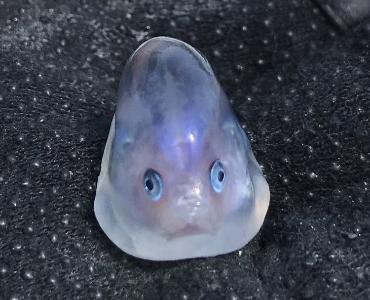 表情超呆萌！網友釣上「迷你果凍魚」超困惑　專家解答真實身份：是幼魚