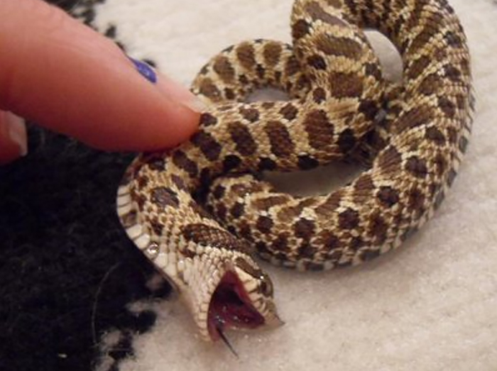 笑起來有夠萌！　30張大眾秒懂「蛇蛇為什麼有鐵粉」的可愛照
