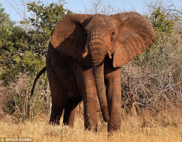 他飛到非洲準備大開殺戒獵大象，但槍還沒舉起大象就把他幹掉死在草原上…