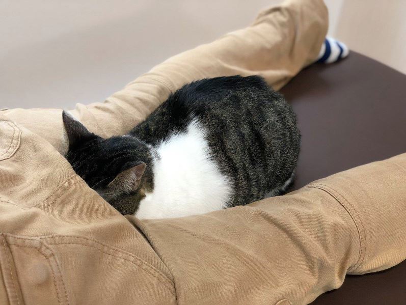 按摩到一半…屁屁熱熱的！　日本超治癒「貓貓療法」　牠整顆頭埋進去：這裡最溫暖～