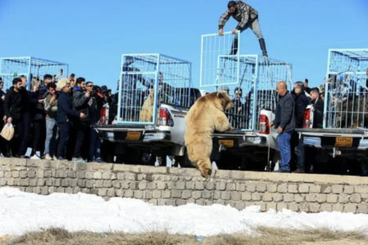 野放失敗！6隻棕熊出籠「直接衝向救援者」　看熱鬧民眾驚嚇逃離