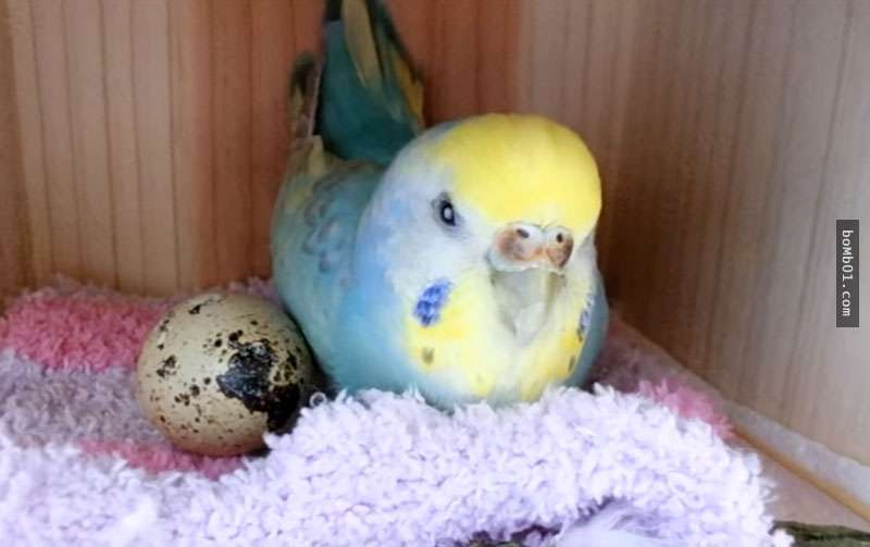 日本網友將「超市買的蛋」給小鸚鵡當玩具，結果接下來的景象直接融化了網友的心！