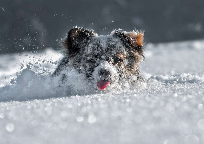 感覺進入了納尼亞王國！　19張「冬天才有機會看到」的奇幻冰雪動物照片