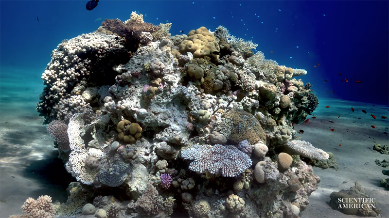 水下拍照不失真！麻省理工4年開發新技術　能把水底照片「去水」