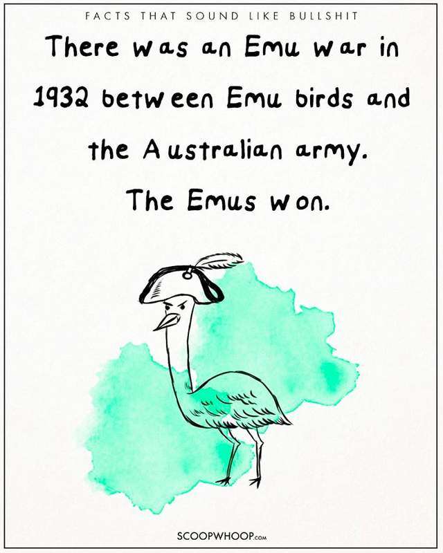 澳洲軍隊開戰敗給澳洲鴕鳥！　19個「讓人無法接受」的事實