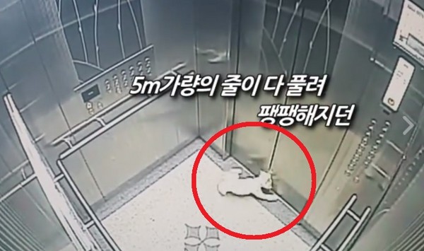 韓國一隻狗狗鑽進電梯主人卻在外「就要被扯上樓死掉」，幸好遇到機靈員警一個動作及時救了牠！