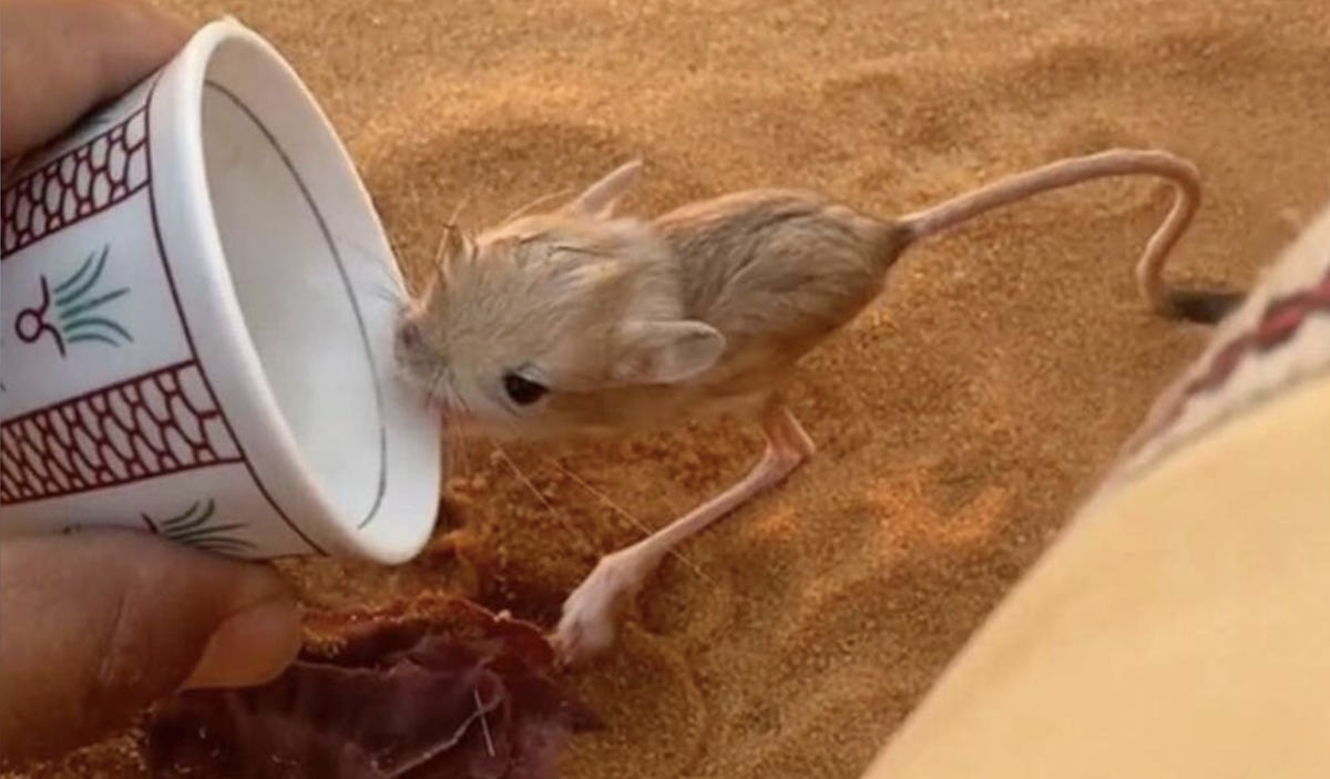 好心人餵「沙漠小跳鼠」第一次喝水！　牠驚喜狂喝：太美味了吧～