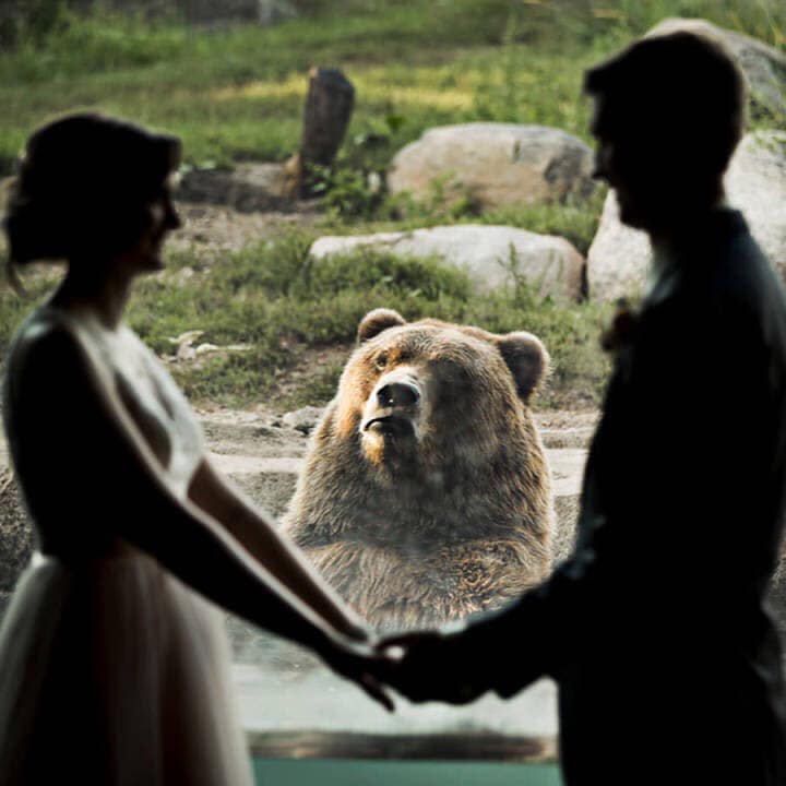 閃屁閃！　新人在動物園拍婚紗照　單身熊亂入「表情七噗噗」：我不同意！