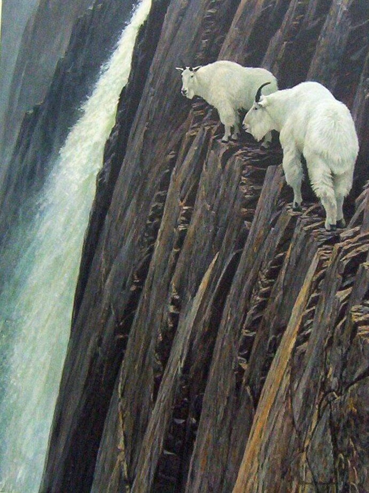 武林高手！　22張說明「山羊會飛簷走壁」的驚人照片：在90度峭壁飛來飛去