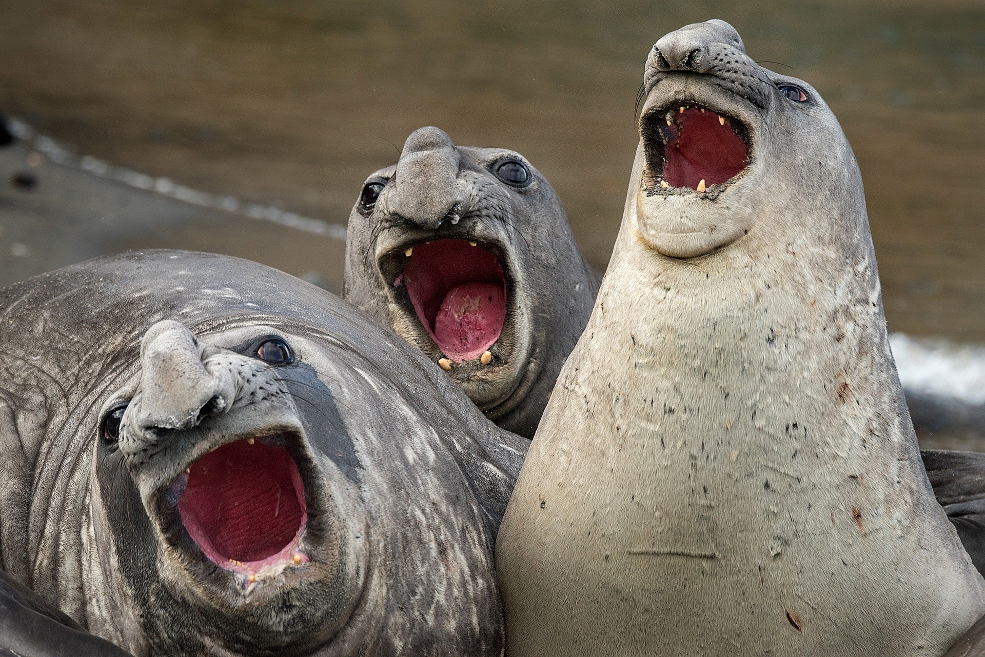 水族館海豹集體開啟「耍廢模式」　超認真泡澡的模樣逗笑網友：一群大叔