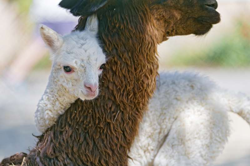 生命第一都是為孩子　23張照片展現「動物不輸人類」的溫馨母愛