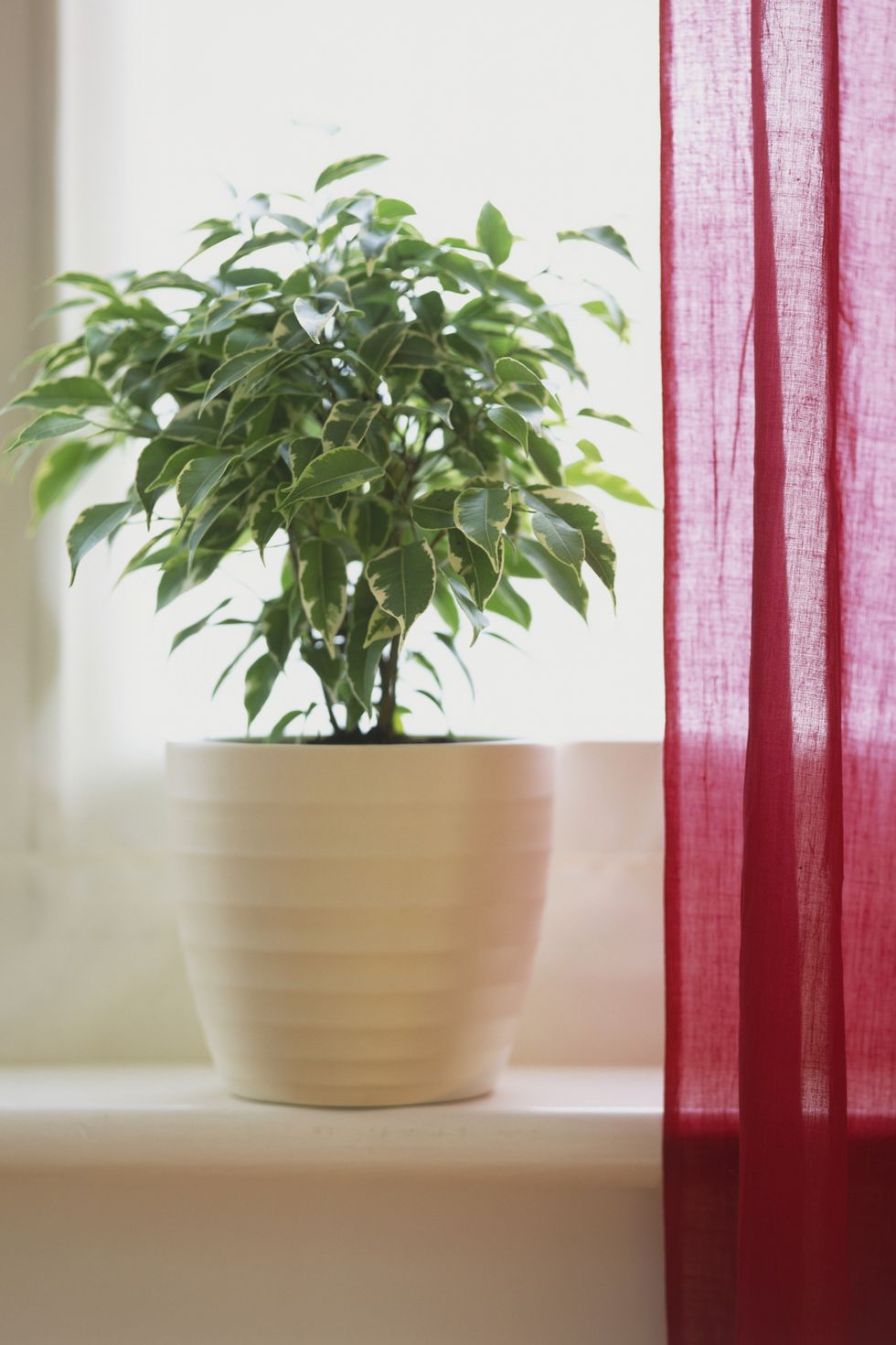 不必佔用陽台了～　30種「在室內也能活很好」的好養植物