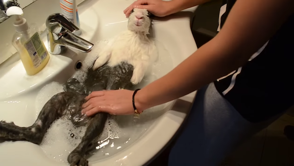 「大叔兔」泡澡超愜意　整身浸洗手台裡：啊～蘇湖啦