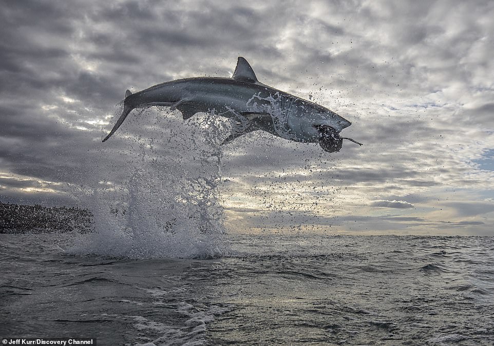 你是海豚嗎！　攝影師驚喜拍下「空中巨鯊」：飛越4.5公尺史上未見
