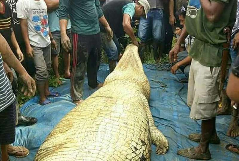 6公尺巨鱷「形跡可疑」被當地人抓住　剖開肚子「真的發現人體殘肢」