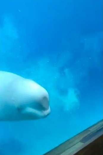 幼白鯨撞牆在求救　口吐泡泡讓專家看一眼就驚呼：快救牠