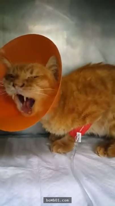 獸醫診斷腎衰的老貓依然還可以救治，怎知主人卻說出讓貓咪瞬間激動哭喊的「三個字」…